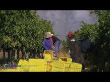 Load and play video in Gallery viewer, ANTHONIJ RUPERT Cabernet Franc 750ml
